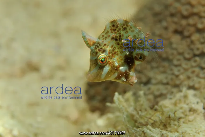  : Bristle-tail Filefish