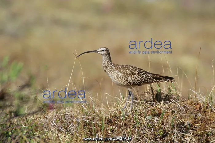: Bristle-thighed Curlew : Bristle-thighed Curlew