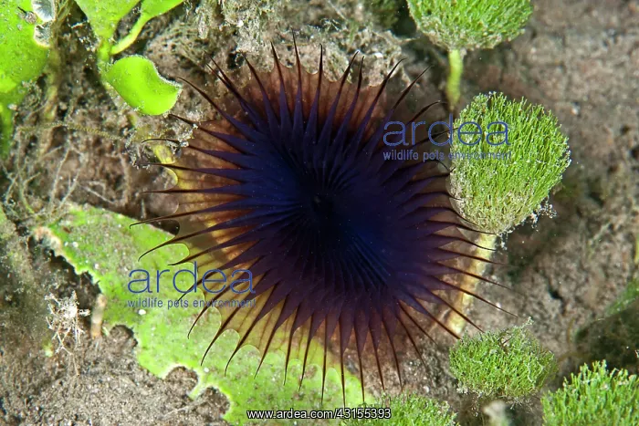 : Bristle Worm : Bristle Worm