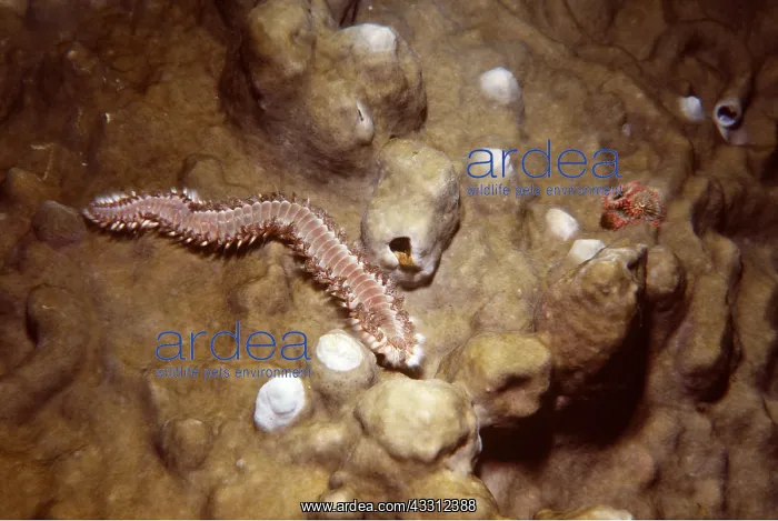 : BRISTLE WORM - feeding on Hard Mustard Coral : BRISTLE WORM - feeding on Hard Mustard Coral