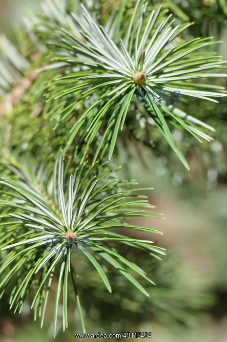 : Bristlecone fir, Abies bracteata, Close view of : Bristlecone fir, Abies bracteata, Close view of