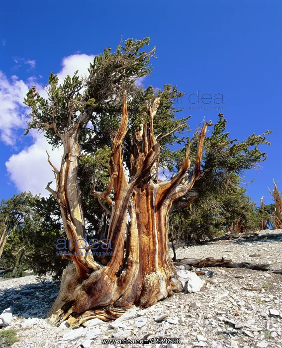 : BRISTLECONE PINE : BRISTLECONE PINE