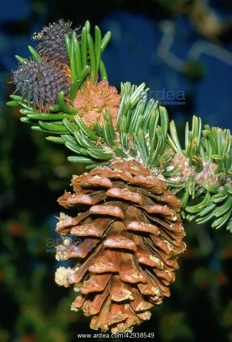  : BRISTLECONE PINE
