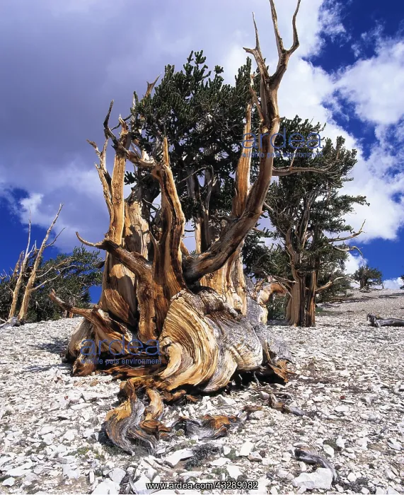 : BRISTLECONE PINE : BRISTLECONE PINE