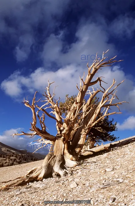 : BRISTLECONE PINE : BRISTLECONE PINE