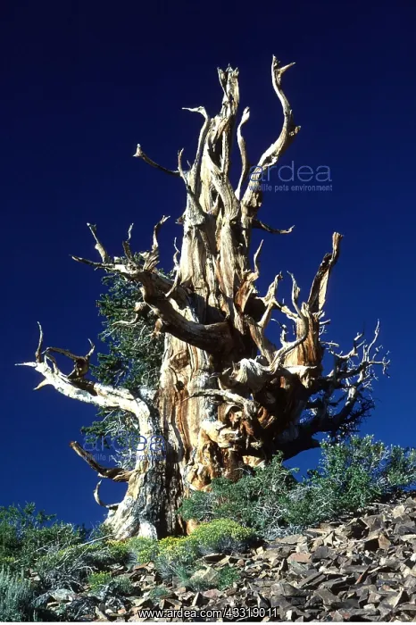  : BRISTLECONE PINE