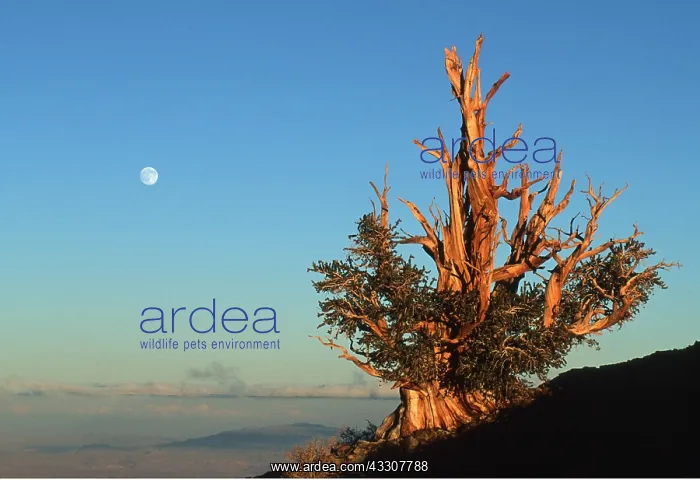 : BRISTLECONE PINE - with full moon : BRISTLECONE PINE - with full moon