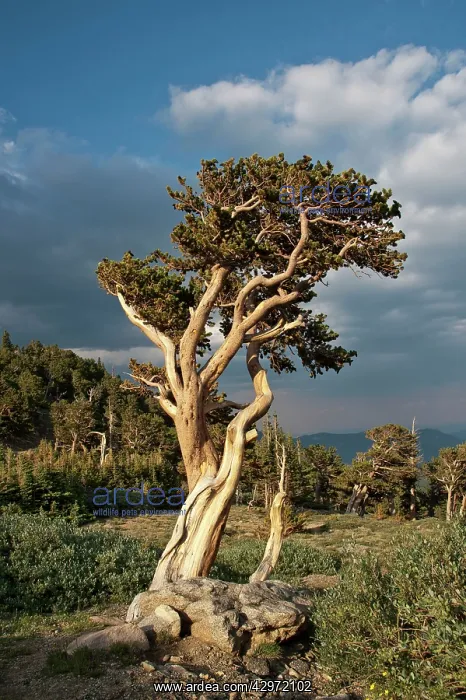 : Bristlecone Pine - one of the oldest living plants : Bristlecone Pine - one of the oldest living plants