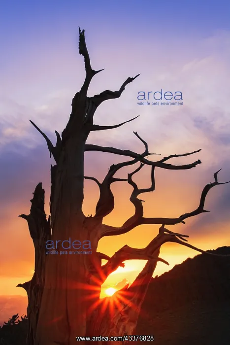 : Bristlecone pine silhouetted at sunset, White Mountains : Bristlecone pine silhouetted at sunset, White Mountains
