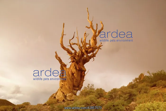 : Bristlecone Pine - solitary standing, very gnarled : Bristlecone Pine - solitary standing, very gnarled