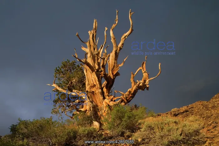 : Bristlecone Pine - solitary standing, very gnarled : Bristlecone Pine - solitary standing, very gnarled