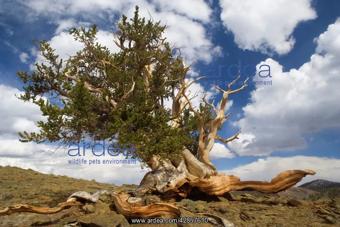  : Bristlecone Pine - solitary standing, very gnarled