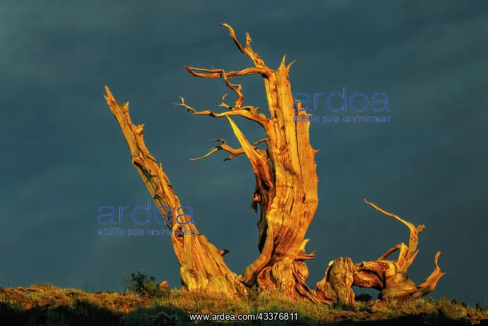: Bristlecone pine at sunset, White Mountains, Inyo : Bristlecone pine at sunset, White Mountains, Inyo
