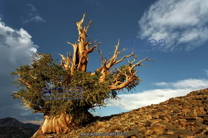 : Bristlecone pine at sunset, White Mountains, Inyo : Bristlecone pine at sunset, White Mountains, Inyo