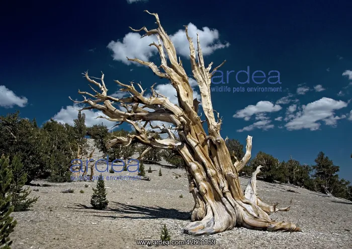 : Bristlecone pine trees - very ancient standing : Bristlecone pine trees - very ancient standing