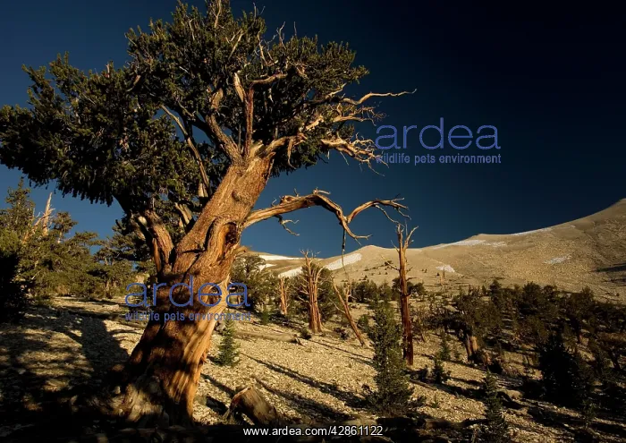 : Bristlecone Pine Trees - at c. 11, 000 ft in the : Bristlecone Pine Trees - at c. 11, 000 ft in the