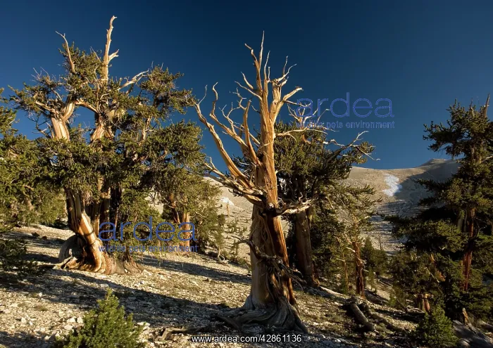 : Bristlecone Pine Trees - at c. 11, 000 ft in the : Bristlecone Pine Trees - at c. 11, 000 ft in the