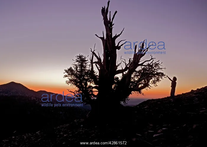 : Bristlecone Pine Trees - at c. 11, 000 ft in the : Bristlecone Pine Trees - at c. 11, 000 ft in the