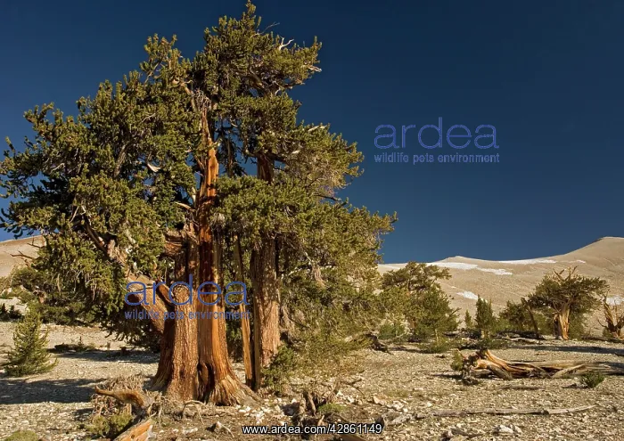 : Bristlecone Pine Trees - at c. 11000 ft in the : Bristlecone Pine Trees - at c. 11000 ft in the