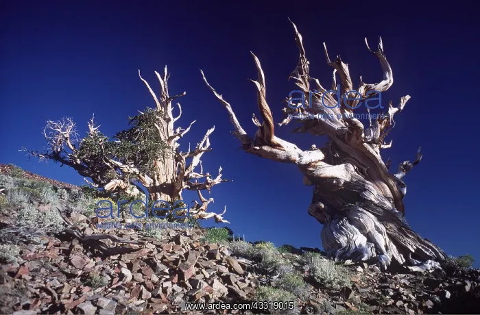: BRISTLECONE PINES : BRISTLECONE PINES