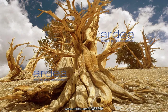 : Bristlecone Pines - very gnarled and windswept : Bristlecone Pines - very gnarled and windswept