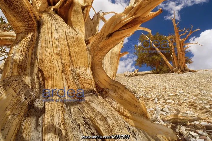 : Bristlecone Pines - very gnarled and windswept : Bristlecone Pines - very gnarled and windswept
