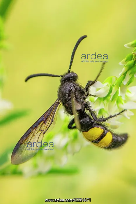 : Bristly dagger wasp (Scolia hirta), on white swe : Bristly dagger wasp (Scolia hirta), on white swe