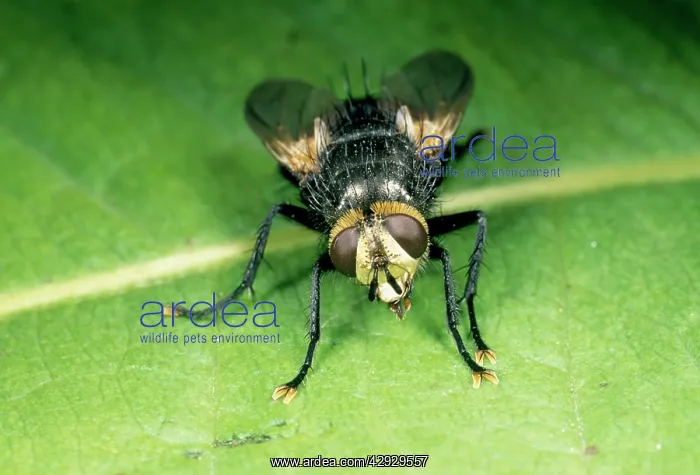 : Bristly FLY - (Tachinidae) : Bristly FLY - (Tachinidae)