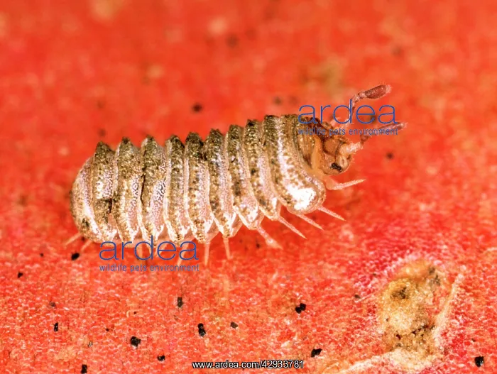 : BritainIs rarest millipede : BritainIs rarest millipede
