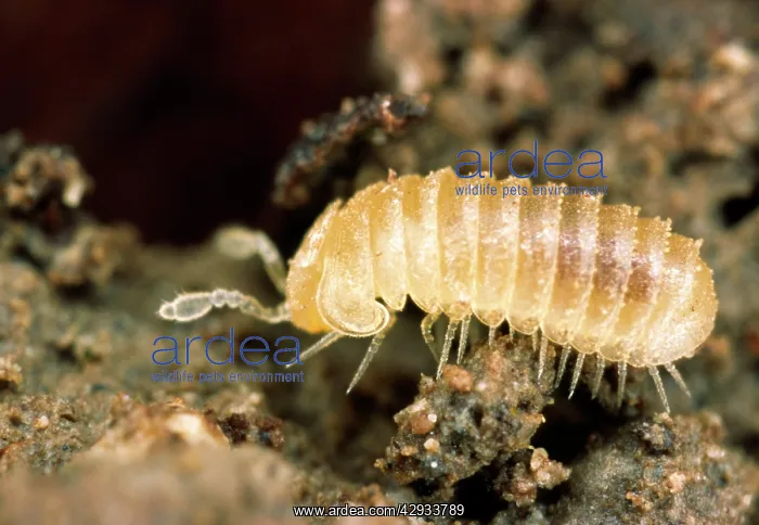 : BritainIs smallest millipede - 3 mm in length : BritainIs smallest millipede - 3 mm in length