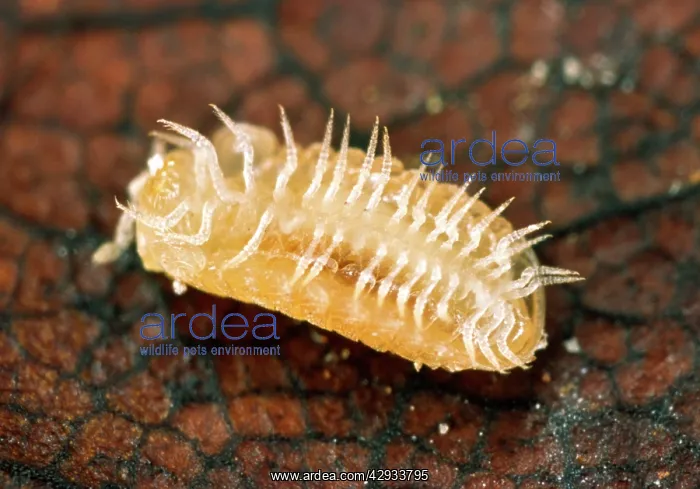 : BritainIs smallest millipede (3 mm in length) : BritainIs smallest millipede (3 mm in length)
