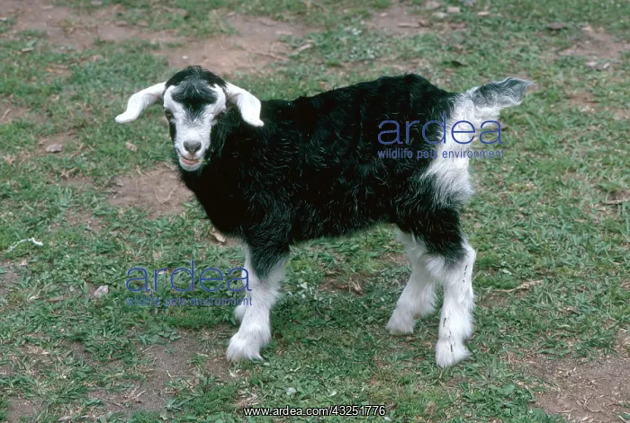 : British Alpine Goat Kid : British Alpine Goat Kid