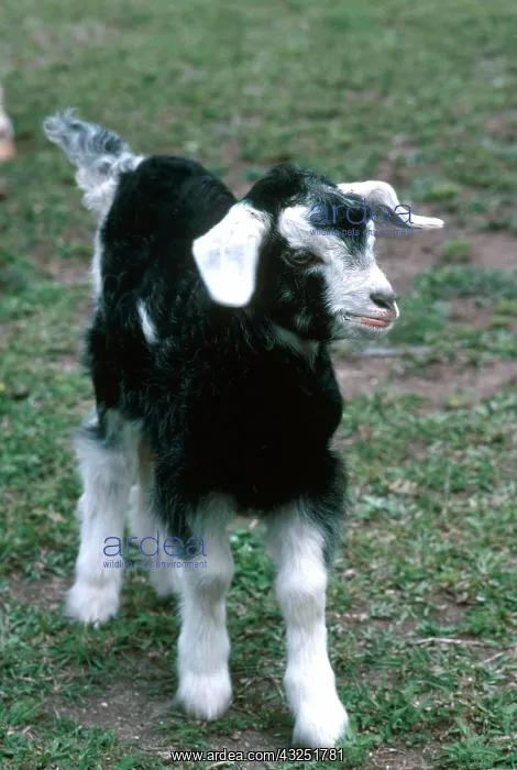 : British Alpine Goat Kid : British Alpine Goat Kid