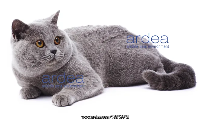 : British Blue cat, lying down : British Blue cat, lying down