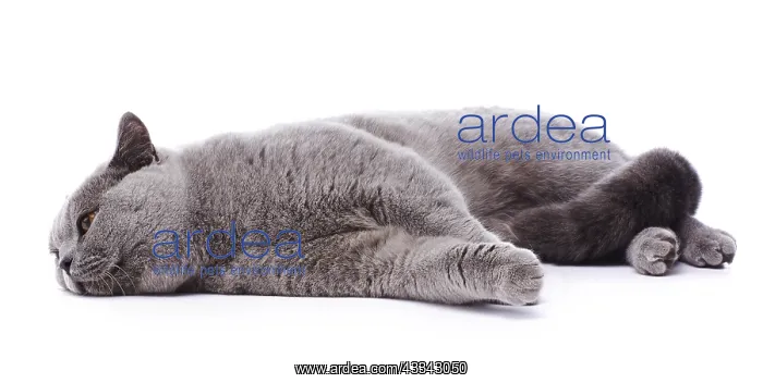 : British Blue cat, lying down : British Blue cat, lying down