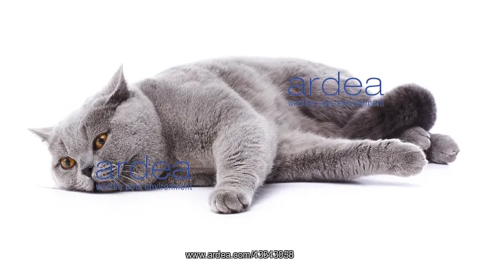 : British Blue cat, lying down : British Blue cat, lying down