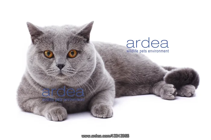 : British Blue cat, lying down : British Blue cat, lying down