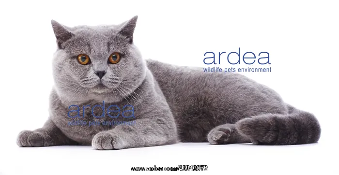 : British Blue cat, lying down : British Blue cat, lying down