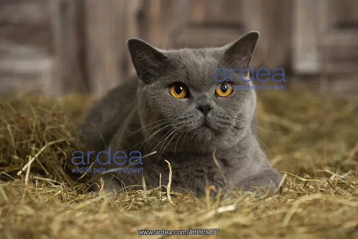 : British Blue Shirt Hair cat in the straw in a barn : British Blue Shirt Hair cat in the straw in a barn