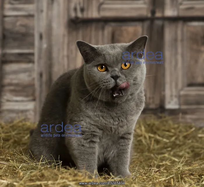 : British Blue Shirt Hair cat in the straw in a barn : British Blue Shirt Hair cat in the straw in a barn