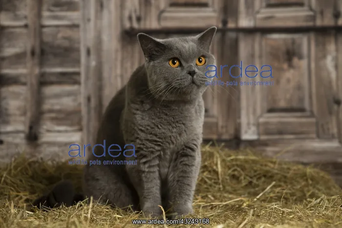 : British Blue Shirt Hair cat in the straw in a barn : British Blue Shirt Hair cat in the straw in a barn