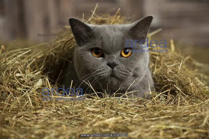  : British Blue Shirt Hair cat in the straw in a barn