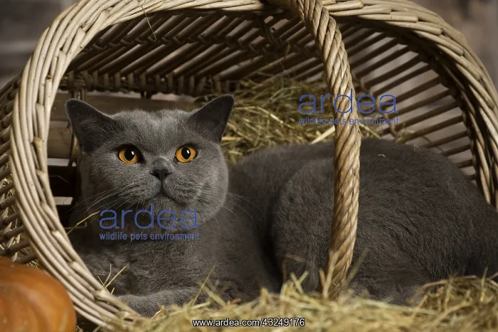 : British Blue Shirt Hair cat in the straw in a barn : British Blue Shirt Hair cat in the straw in a barn