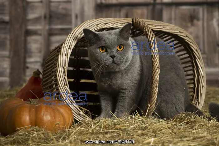 : British Blue Shirt Hair cat in the straw in a barn : British Blue Shirt Hair cat in the straw in a barn