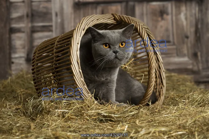 : British Blue Shirt Hair cat in the straw in a barn : British Blue Shirt Hair cat in the straw in a barn