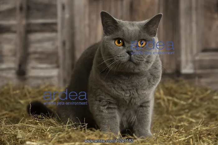 : British Blue Shirt Hair cat in the straw in a barn : British Blue Shirt Hair cat in the straw in a barn