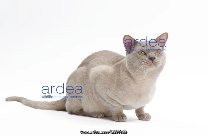  : British Burmese Cat - in studio