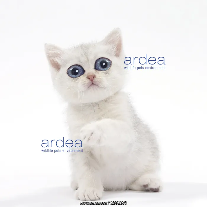 : British Cat, kitten with large eyes : British Cat, kitten with large eyes