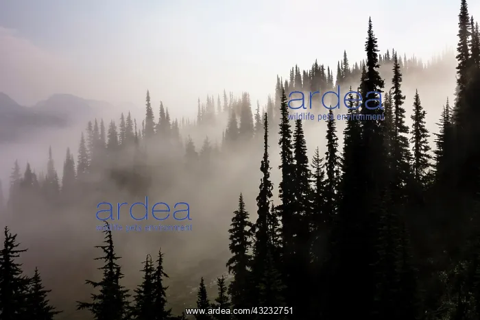 : British Columbia, Whistler. Coming out of : British Columbia, Whistler. Coming out of