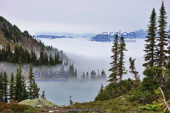 : British Columbia, Whistler. Coming out of : British Columbia, Whistler. Coming out of